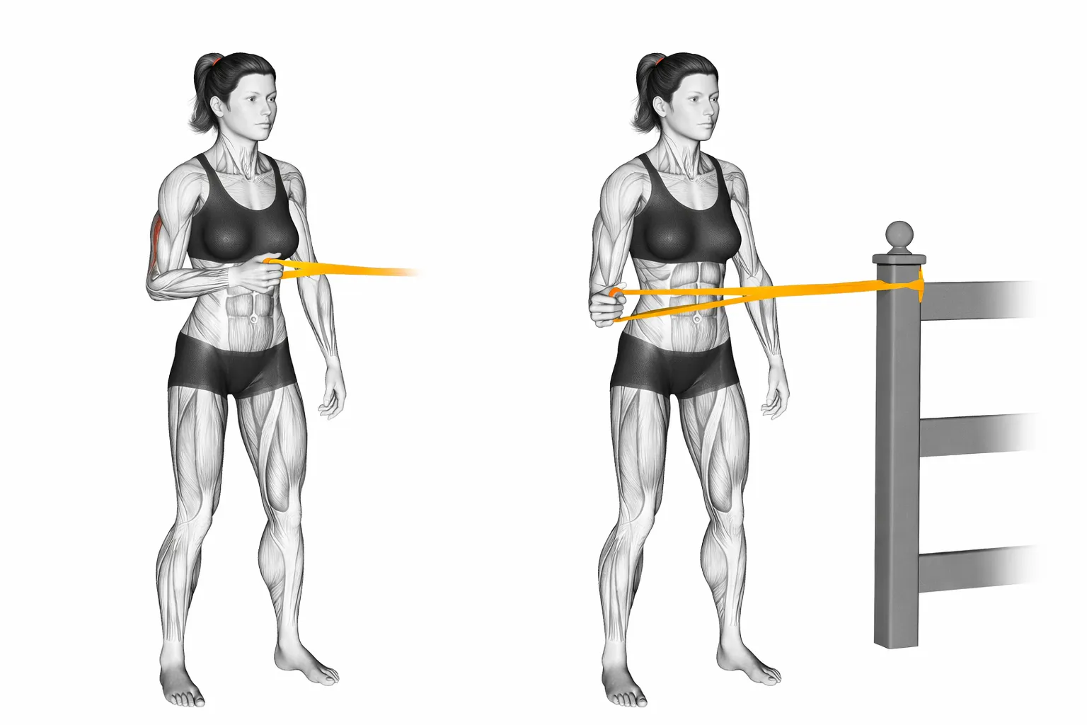 Diagram showing how to do external rotation with exercise bands. Woman standing up with band attached to fence performing the exercise with her elbow pressed against her chest.