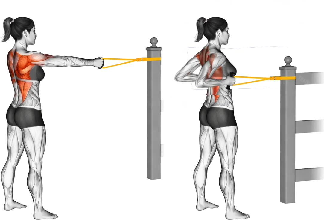 Diagram showing how to do reverse row with exercise bands. Woman standing up with band attached to fence performing the exercise where she reaches out and pulls the bands towards her body